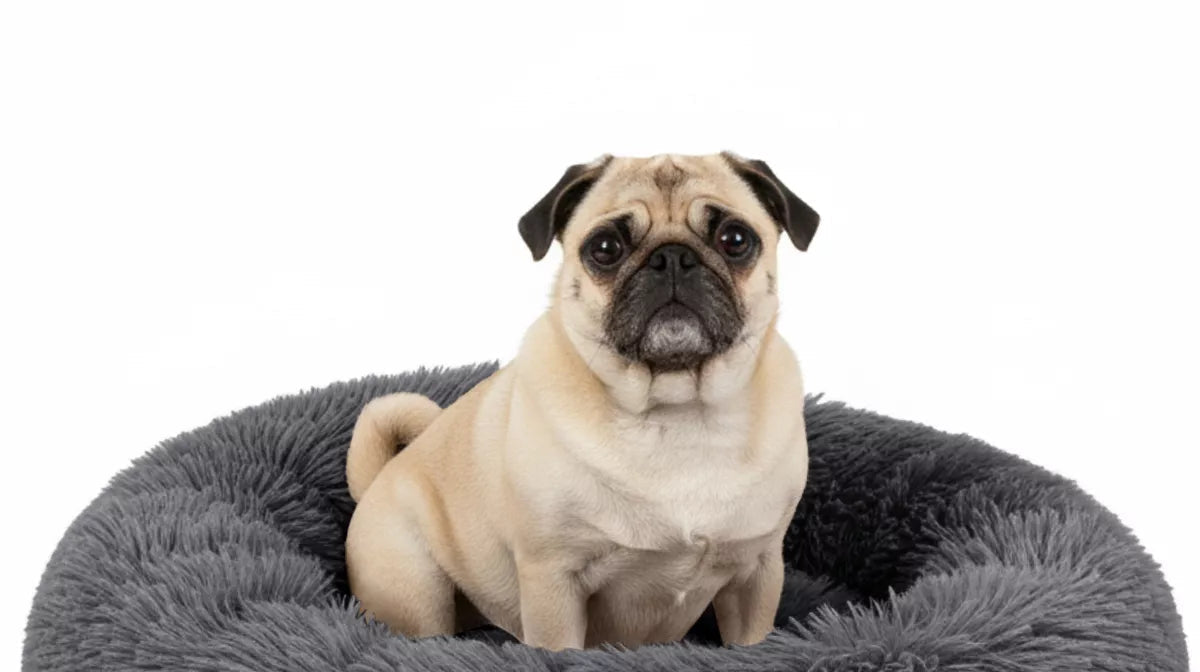 Petami Calming Dog Bed for Puppy Cat Kitten, round Washable Pet Bed, anti Anxiety Cuddler, Fluffy Plush Circular Donut Bed